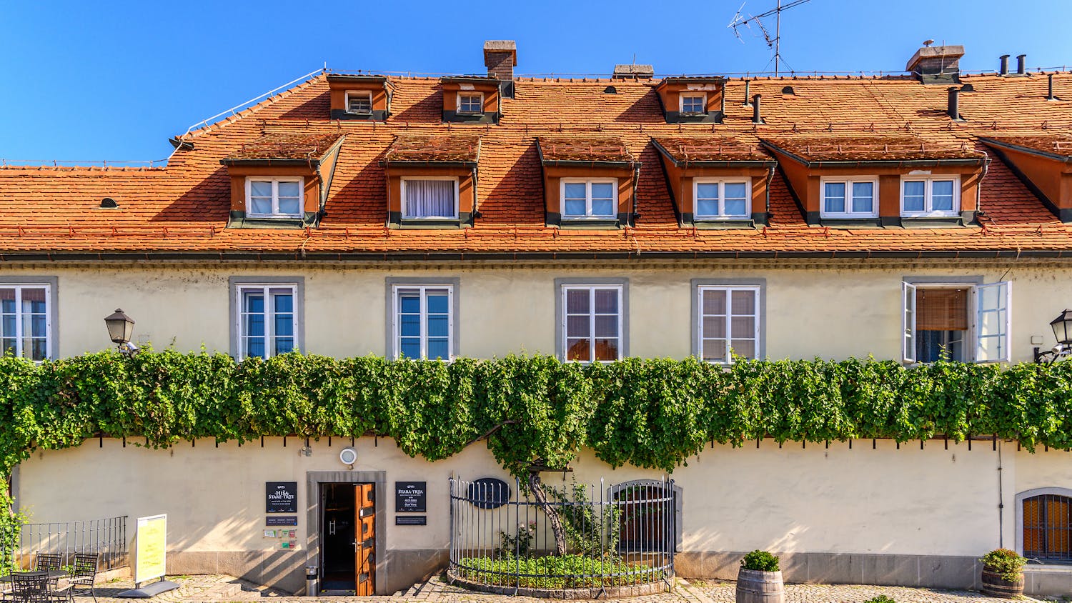 Najstarejša trta - World`s Oldest Grapevine
